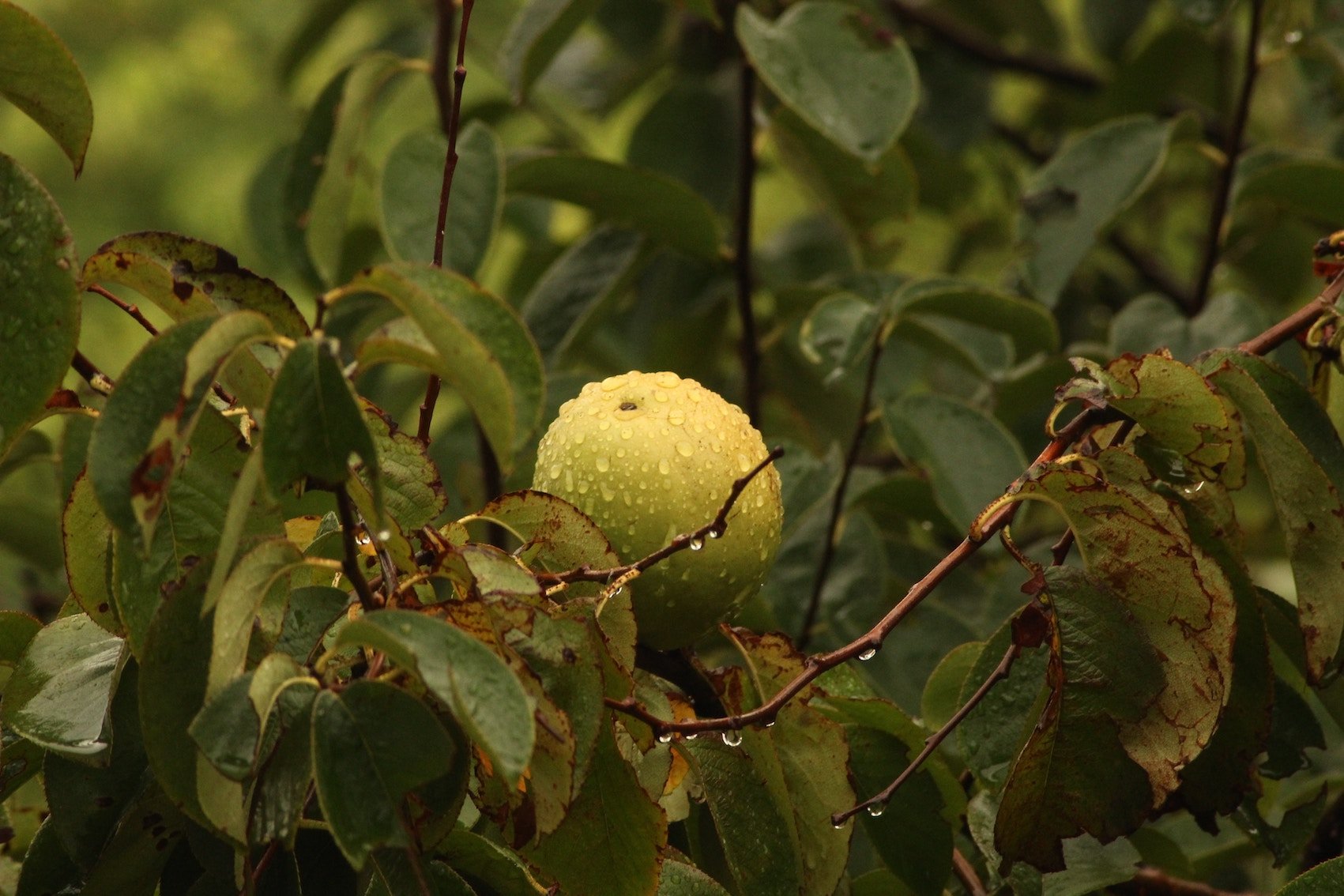 Natural hair remedies: guava leaves