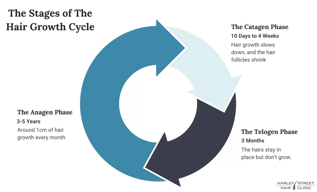 The hair growth cycle 
