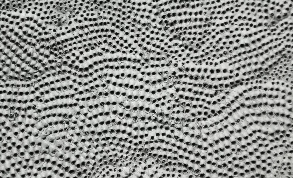 Trypophobia