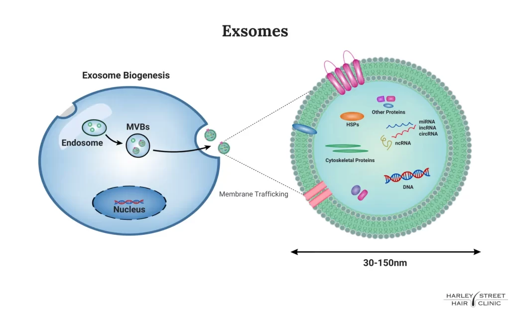 What are exosomes