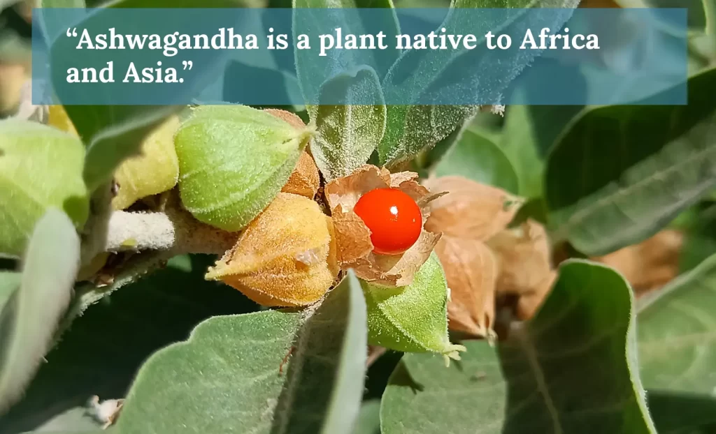 Ashwagandha hair loss