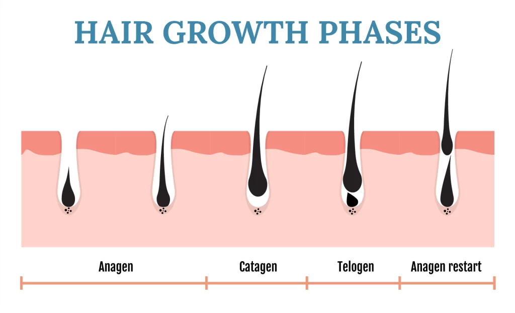 Hair growth phases
