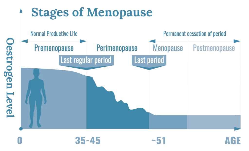Stages of Menopause 