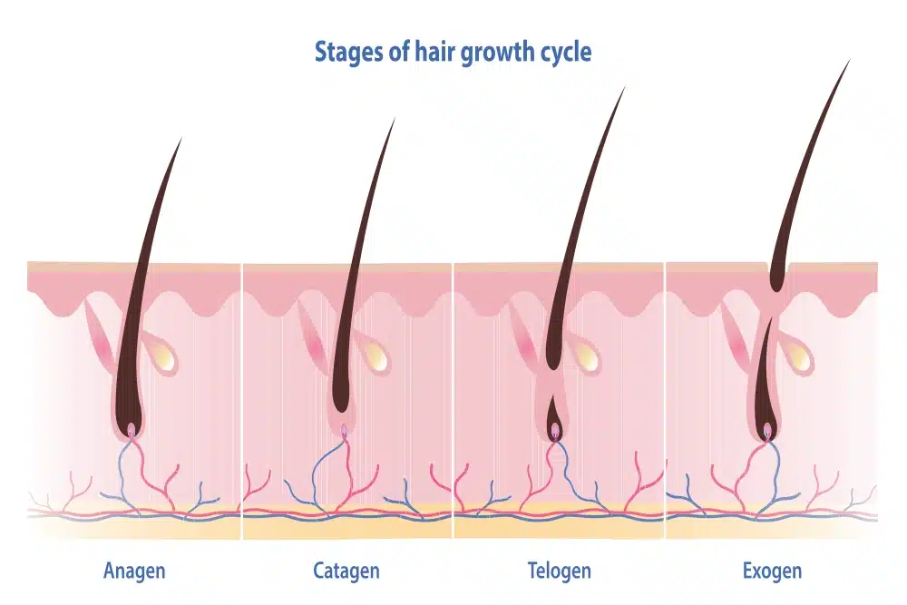Hair growth cycle