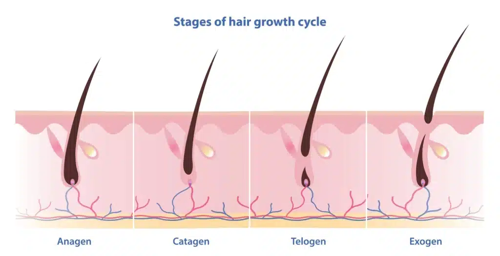 Hair growth cycle 